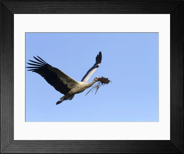 Framed Print : Picture No. 10899041 Framed Print : Picture No. 10899041