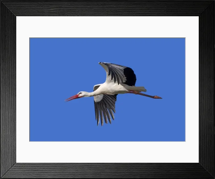 Framed Print : Picture No. 10899042 Framed Print : Picture No. 10899042