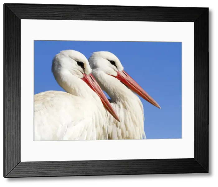 Framed Print : Picture No. 10899043 Framed Print : Picture No. 10899043