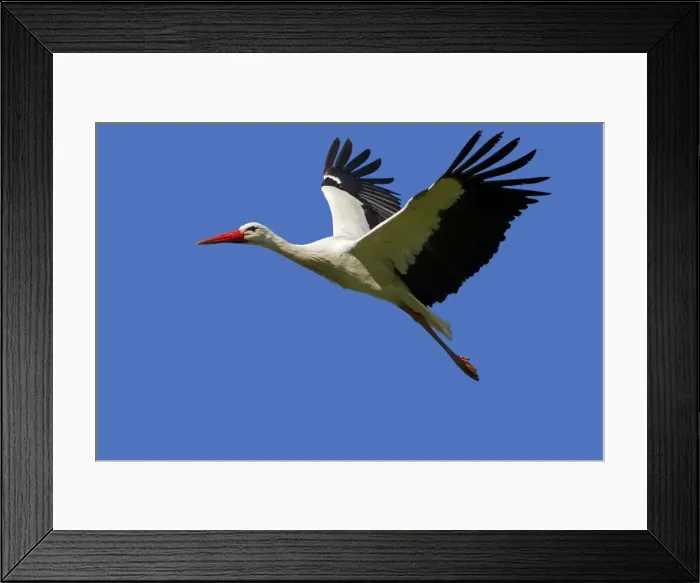 Framed Print : Picture No. 10899045 Framed Print : Picture No. 10899045