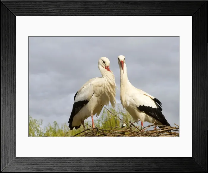 Framed Print : Picture No. 10899040 Framed Print : Picture No. 10899040