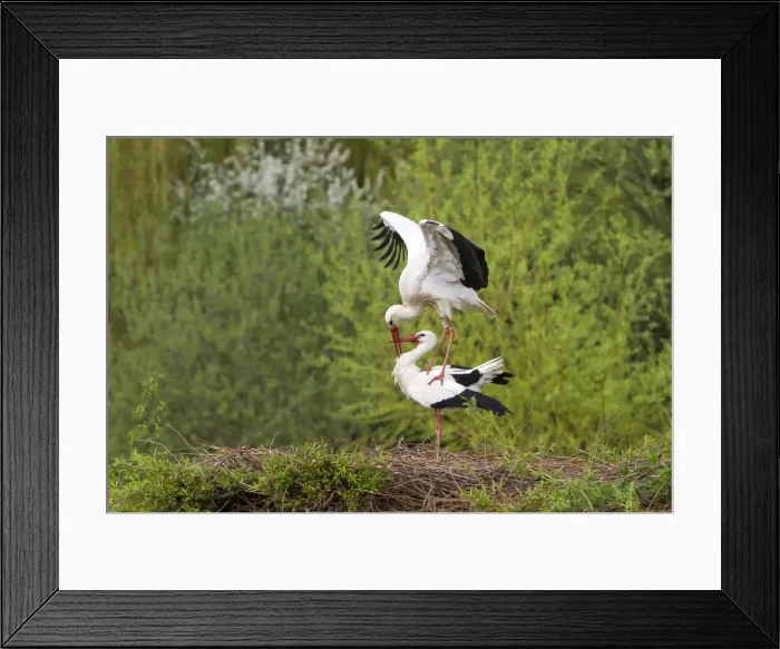 Framed Print : Picture No. 10899039 Framed Print : Picture No. 10899039