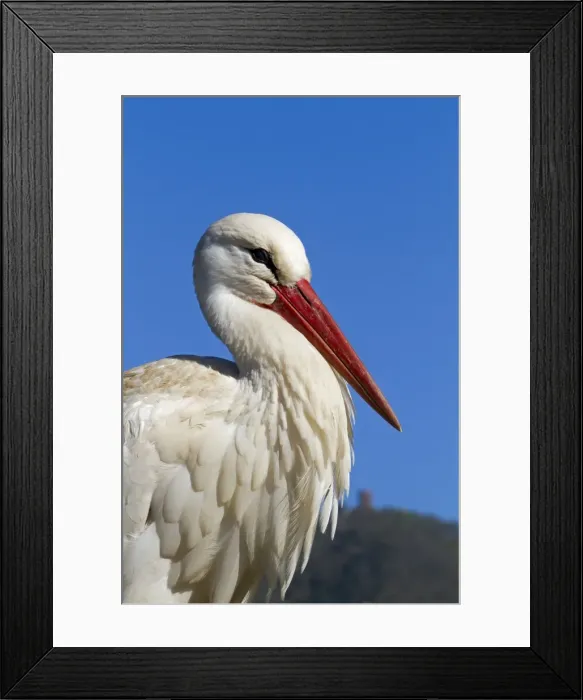 Framed Print : Picture No. 10899044 Framed Print : Picture No. 10899044