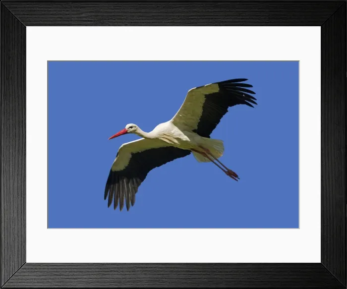 Framed Print : Picture No. 10899046 Framed Print : Picture No. 10899046