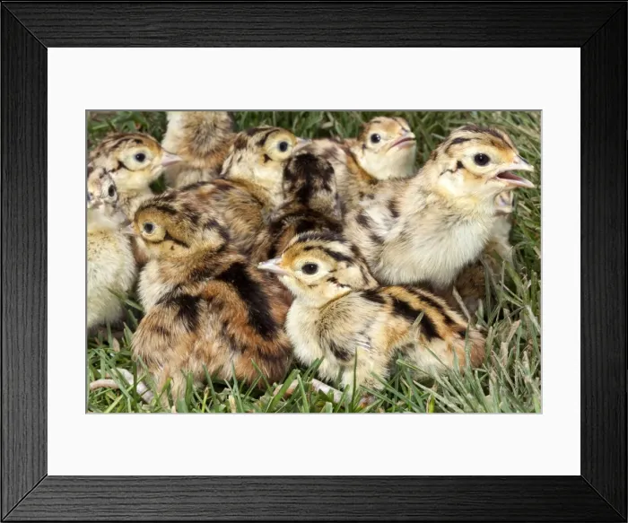 Framed Print : Picture No. 10899047 Framed Print : Picture No. 10899047