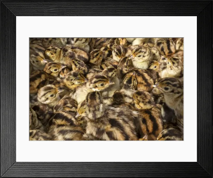 Framed Print : Picture No. 10899049 Framed Print : Picture No. 10899049