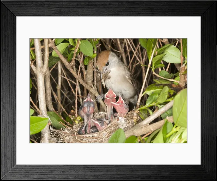 Framed Print : Picture No. 10899053 Framed Print : Picture No. 10899053