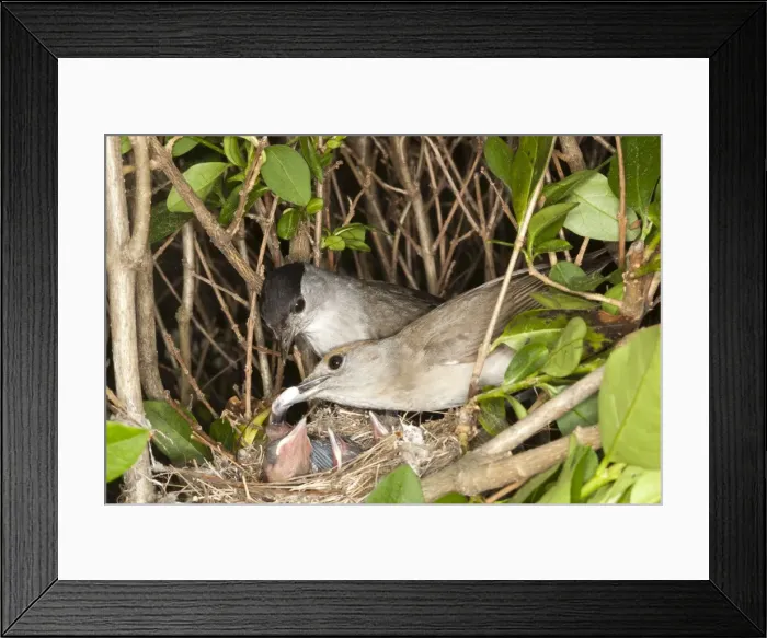 Framed Print : Picture No. 10899052 Framed Print : Picture No. 10899052