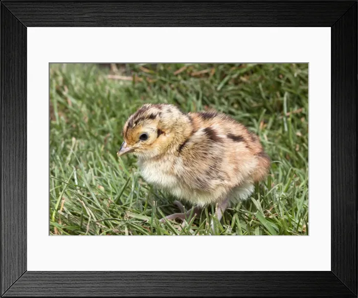 Framed Print : Picture No. 10899048 Framed Print : Picture No. 10899048