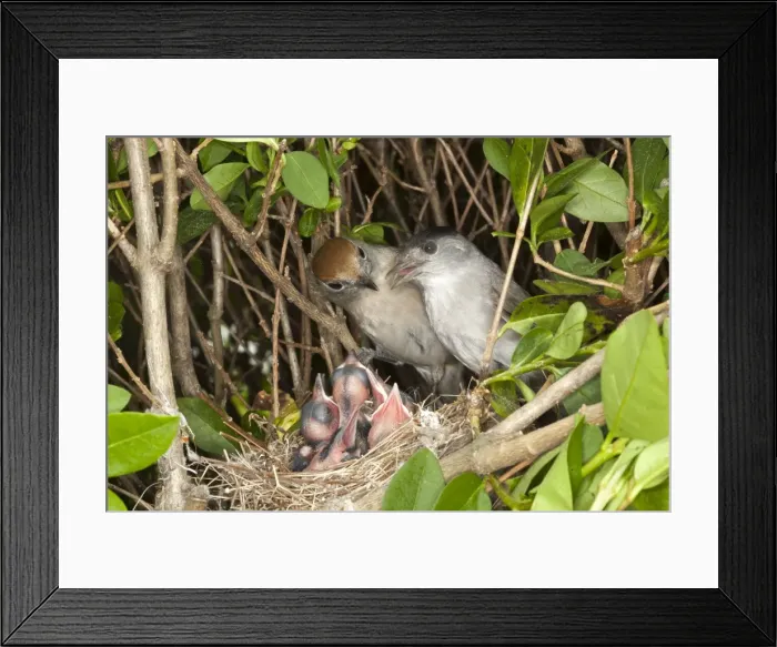 Framed Print : Picture No. 10899054 Framed Print : Picture No. 10899054