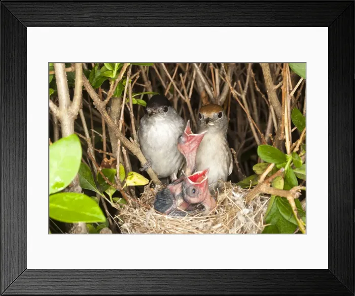 Framed Print : Picture No. 10899056 Framed Print : Picture No. 10899056