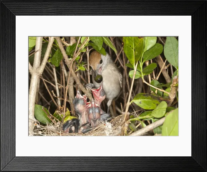 Framed Print : Picture No. 10899051 Framed Print : Picture No. 10899051