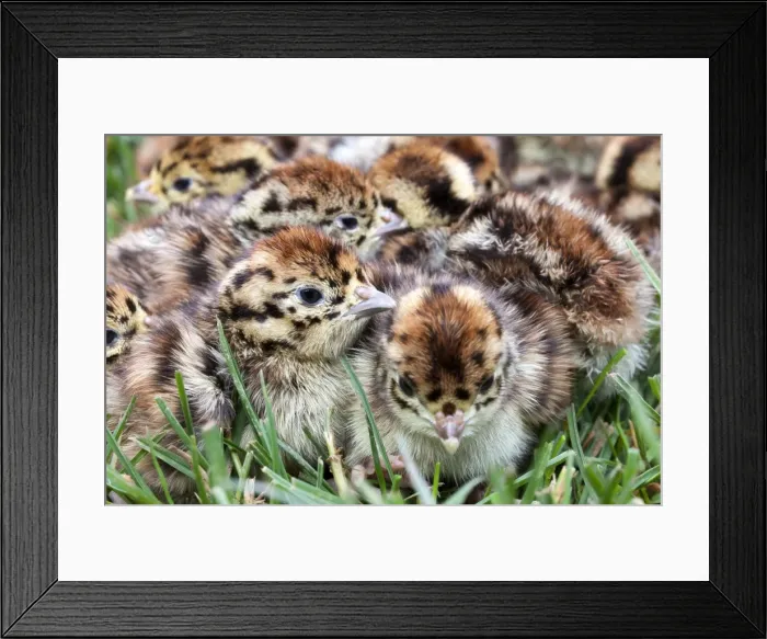 Framed Print : Picture No. 10899058 Framed Print : Picture No. 10899058