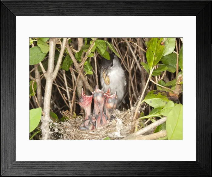 Framed Print : Picture No. 10899050 Framed Print : Picture No. 10899050