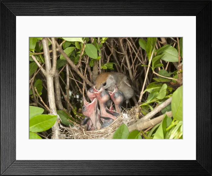 Framed Print : Picture No. 10899055 Framed Print : Picture No. 10899055