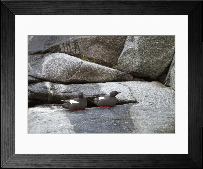 Framed Print : Picture No. 10899059 Framed Print : Picture No. 10899059