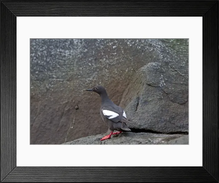 Framed Print : Picture No. 10899061