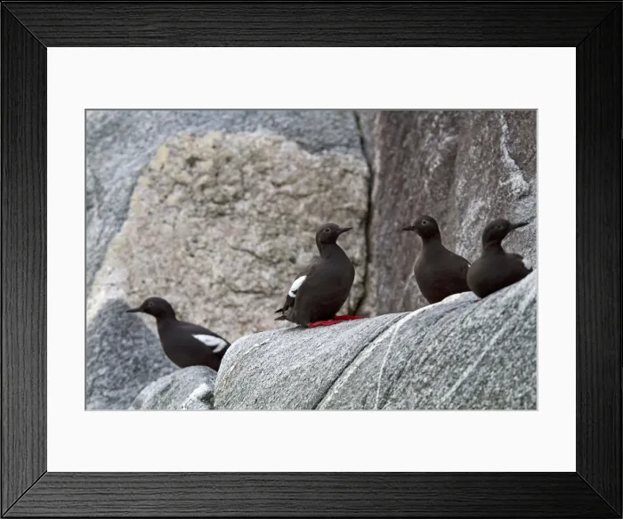 Framed Print : Picture No. 10899060 Framed Print : Picture No. 10899060