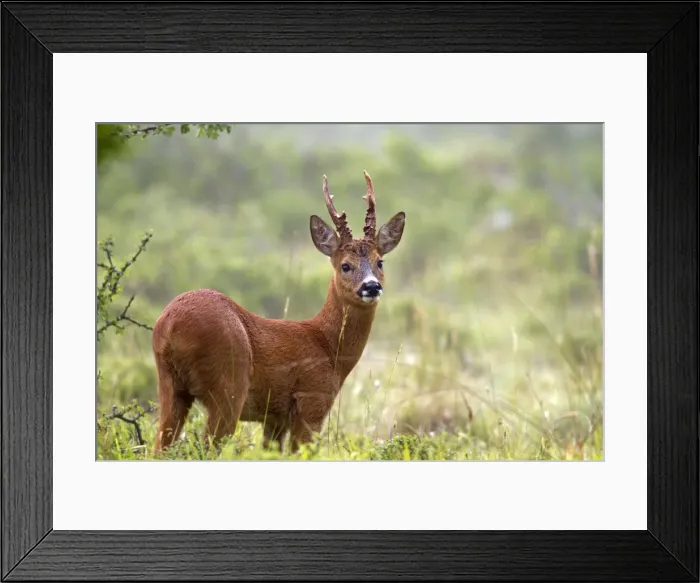 Framed Print : Picture No. 10899063 Framed Print : Picture No. 10899063