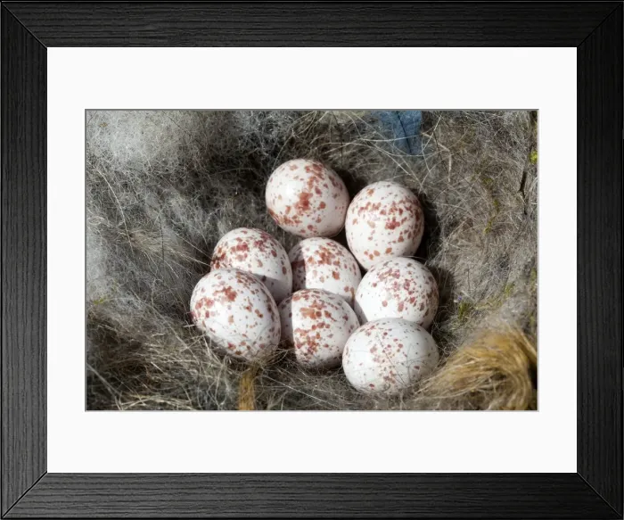 Framed Print : Picture No. 10899057 Framed Print : Picture No. 10899057