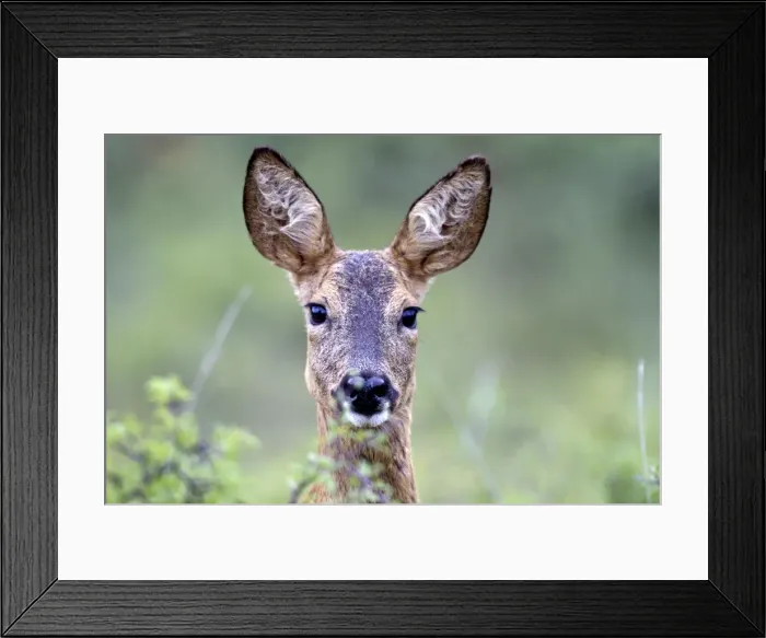Framed Print : Picture No. 10899062 Framed Print : Picture No. 10899062