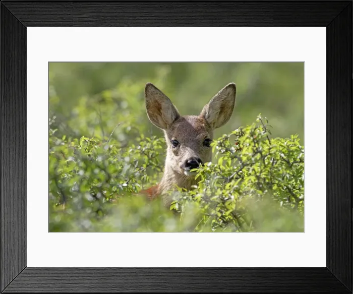 Framed Print : Picture No. 10899068 Framed Print : Picture No. 10899068