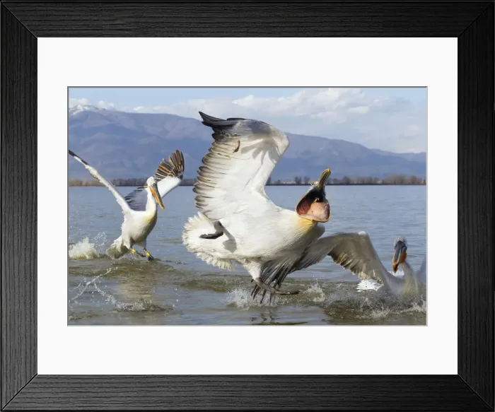Framed Print : Picture No. 10804225 Framed Print : Picture No. 10804225