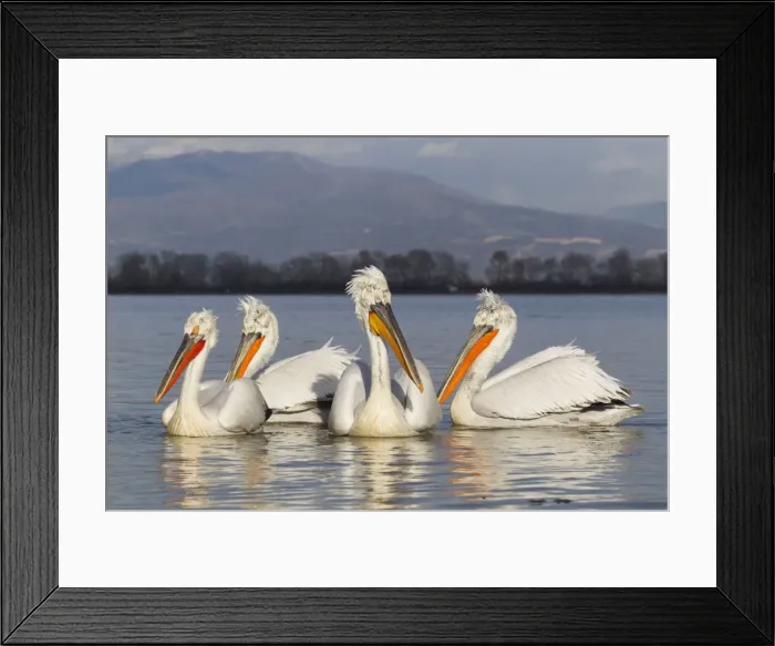 Framed Print : Picture No. 10804234 Framed Print : Picture No. 10804234