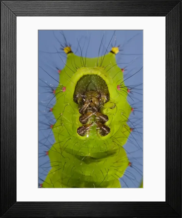 Framed Print : Picture No. 10809529 Framed Print : Picture No. 10809529