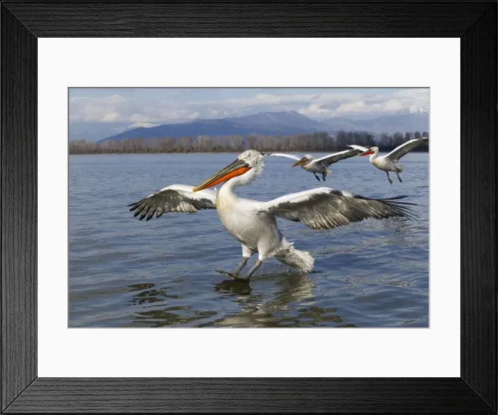 Framed Print : Picture No. 10804233 Framed Print : Picture No. 10804233