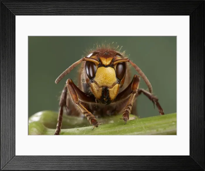 Framed Print : Picture No. 10809533 Framed Print : Picture No. 10809533
