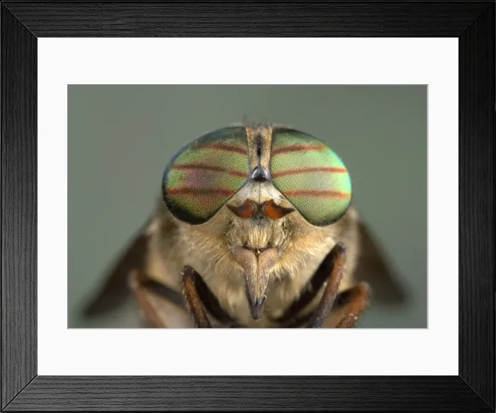 Framed Print : Picture No. 10809531 Framed Print : Picture No. 10809531