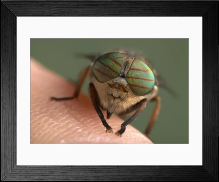 Framed Print : Picture No. 10809536 Framed Print : Picture No. 10809536