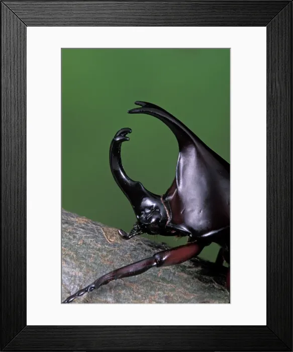 Framed Print : Picture No. 10809539 Framed Print : Picture No. 10809539