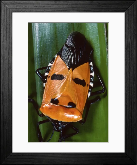 Framed Print : Picture No. 10809540 Framed Print : Picture No. 10809540