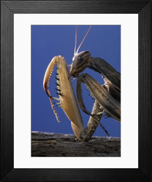 Framed Print : Picture No. 10809538 Framed Print : Picture No. 10809538