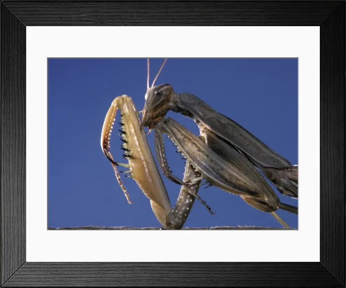 Framed Print : Picture No. 10809541 Framed Print : Picture No. 10809541
