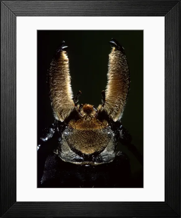 Framed Print : Picture No. 10809545 Framed Print : Picture No. 10809545
