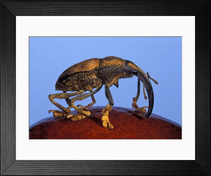 Framed Print : Picture No. 10809542 Framed Print : Picture No. 10809542