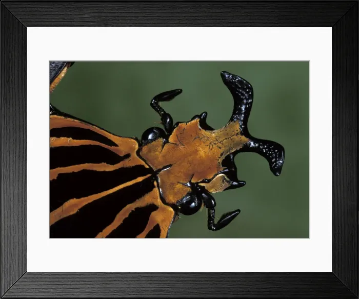 Framed Print : Picture No. 10809543 Framed Print : Picture No. 10809543