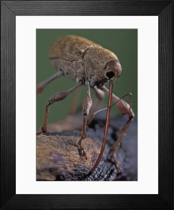 Framed Print : Picture No. 10809544 Framed Print : Picture No. 10809544