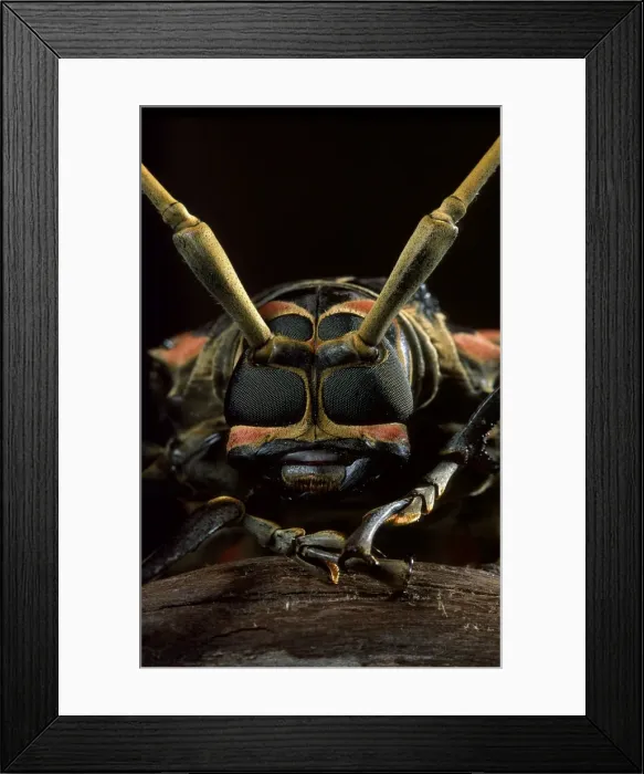 Framed Print : Picture No. 10809546