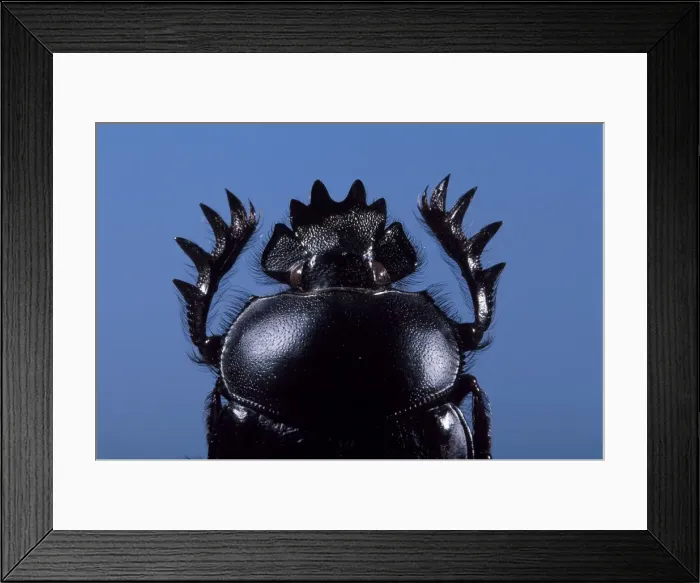 Framed Print : Picture No. 10809553 Framed Print : Picture No. 10809553