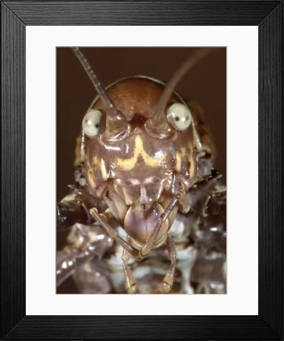 Framed Print : Picture No. 10809554 Framed Print : Picture No. 10809554
