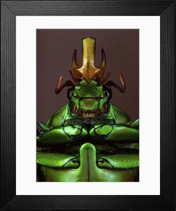 Framed Print : Picture No. 10809551 Framed Print : Picture No. 10809551
