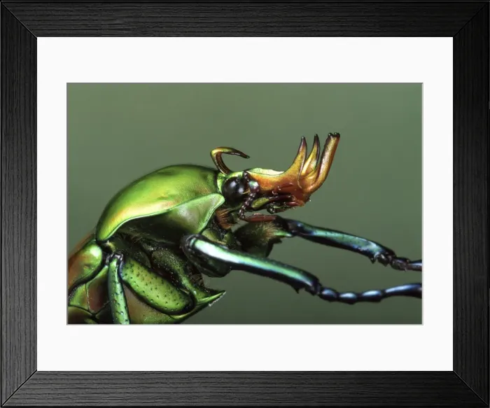 Framed Print : Picture No. 10809549 Framed Print : Picture No. 10809549