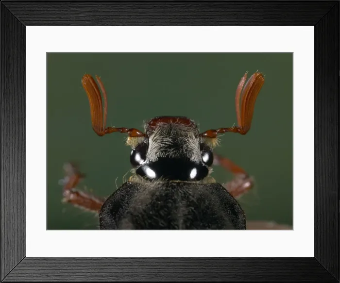 Framed Print : Picture No. 10809558 Framed Print : Picture No. 10809558