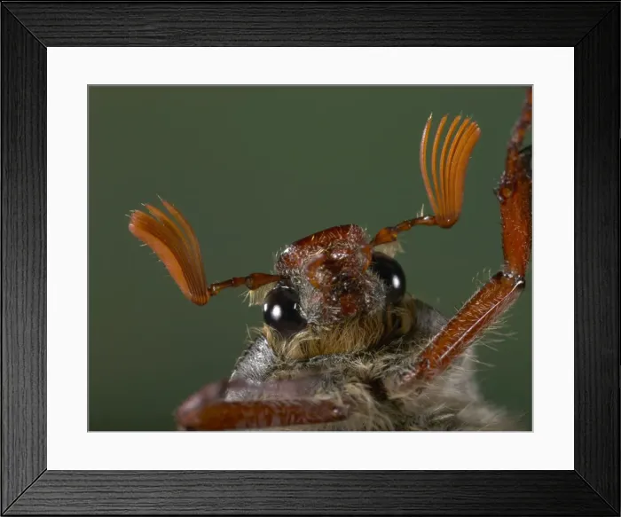 Framed Print : Picture No. 10809559 Framed Print : Picture No. 10809559