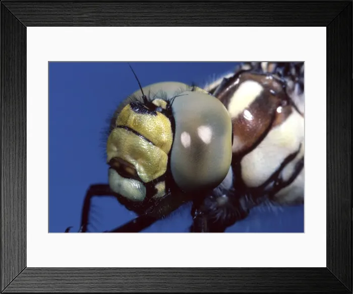 Framed Print : Picture No. 10809556 Framed Print : Picture No. 10809556