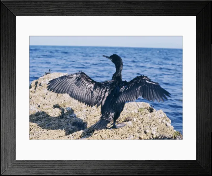 Framed Print : Picture No. 10847693 Framed Print : Picture No. 10847693